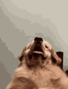 Oh Henlo Fren Dog GIF - Oh Henlo Fren Dog Tongue Out GIFs