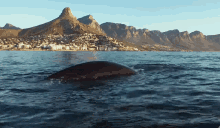 south africa sea whales ben brown cape town
