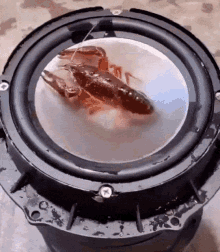Lober Lobster GIF - Lober Lobster Subwoofer GIFs
