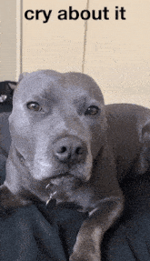 Cry About It Dog GIF - Cry About It Dog Staffy GIFs