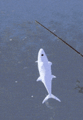 a white shark is hanging on a fishing rod in the water
