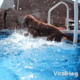 Make Water Splashes Dog GIF - Make Water Splashes Dog Viralhog GIFs