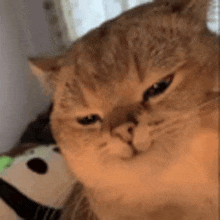 a close up of a cat with a sad look on its face .