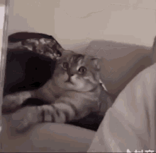 What Wtf GIF - What Wtf Wtf Cat GIFs