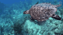 Swimming Turtle Underwater GIF
