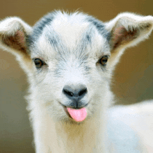 Goat Kid GIF
