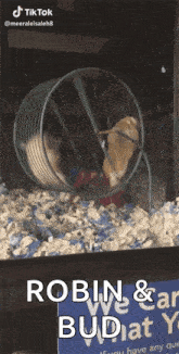 a hamster in a wheel with the words robin and bud at the bottom