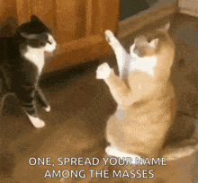 two cats are standing on their hind legs and one of them says one spread your name among the masses