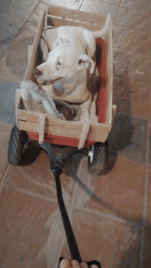 Dog Wagon GIF