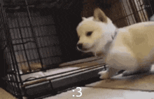 Hydrostalgia Puppy GIF - Hydrostalgia Puppy Dog GIFs