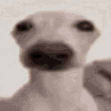 a close up of a dog looking at the camera with a blurry background .