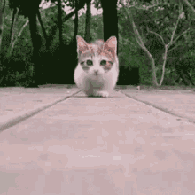 Cat Kitten GIF - Cat Kitten Walk GIFs