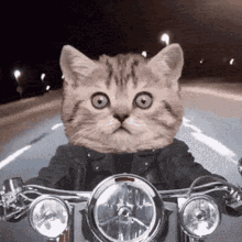 Badass Cat GIF - Badass Cat Motorcycle GIFs