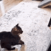 a cat is laying on a rug in a living room and looking at the camera .