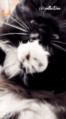 Yawn The Pet Collective GIF - Yawn The Pet Collective Sleepy GIFs