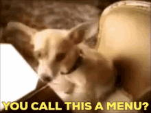 Taco Bell Taco Bell Chihuahua GIF - Taco Bell Taco Bell Chihuahua Chihuahua GIFs