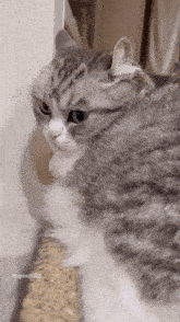 a gray and white cat is sitting on a ledge and looking at the camera