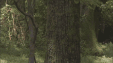 a blurry picture of a man in a suit and tie walking in the woods