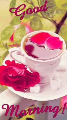 good morning rose tea tea tea cup greeting
