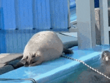 a seal is laying on top of a blue surface next to a fence .