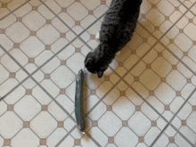 a cat looking at a cucumber on a tile floor