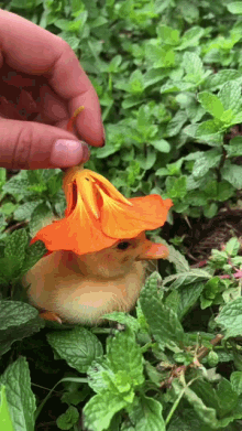 duck cute babyduck flower aesthetic