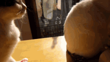 Cat Excuse Me GIF - Cat Excuse Me Touch GIFs