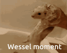 Wessel GIF - Wessel GIFs