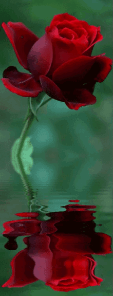Reflect. GIF - Red Rose White GIFs