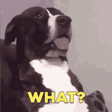 Dog What GIF - Dog What Funny GIFs