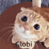 Globicat GIF - Globicat GIFs