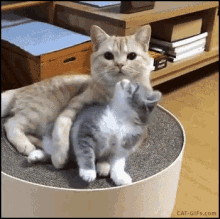 Cute Cats GIF - Cute Cats Lick GIFs
