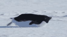 Scootin Along GIF - Penguin Scoot Im Coming GIFs