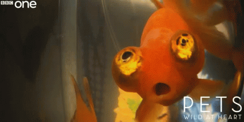 fish-weird-eyes.gif