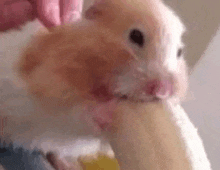 a close up of a hamster chewing on a piece of food .