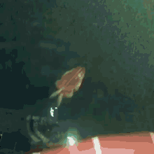 glorp frog swim swim away