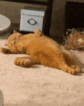 an orange cat is laying on its back on a white rug .