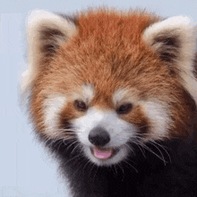 Red Panda Ycl GIF