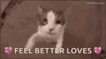 Cat Kitten GIF - Cat Kitten Love GIFs