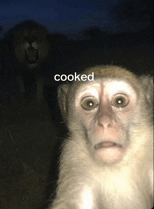 a picture of a monkey and a lion with the word cooked on it