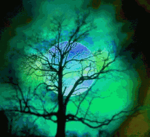 Moon Evening GIF - Moon Evening Tree GIFs