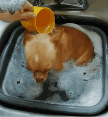 Chihuahua Dog Bath GIF - Chihuahua Dog Bath Chihuahua Swimming GIFs