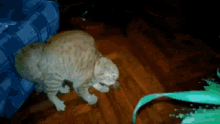 Cat Angry GIF - Cat Angry Wary GIFs