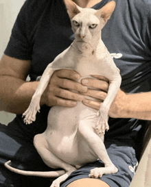 a hairless cat is being held by a man in a reebok shirt