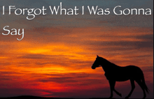 a picture of a horse with the words i forgot what i was gonna say