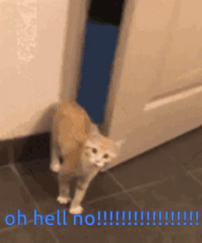 oh hell no cat gif