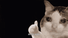 Cry Cat GIF - Cry Cat Thumb Up GIFs
