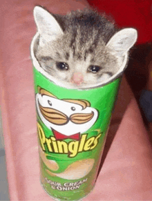 a cat is sticking its head out of a can of pringles chips