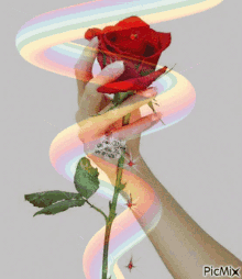 Rosa En La Mano Roses GIF
