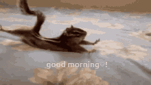 Morning Chipmonk GIF - Morning Chipmonk GIFs